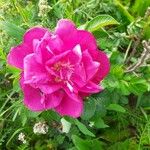 Rosa rugosa Floare