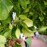 Alnus cordata Fuelha