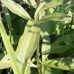 Saponaria officinalis Blad