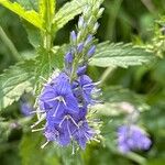 Veronica teucrium Flower