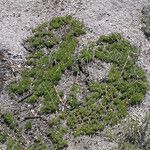 Erigeron elegantulus Habitat