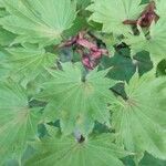 Acer shirasawanum Folha