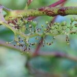 Vitis coignetiae Fruit