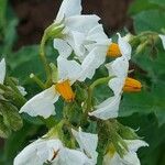 Solanum tuberosum Květ