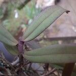 Rhipidoglossum rutilum Leaf