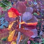 Cotinus coggygria Leaf