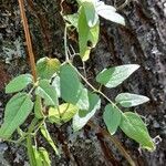 Eccremocarpus scaber 葉