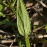 Scutellaria parvula Leaf