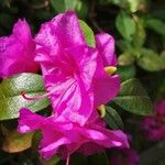 Rhododendron ferrugineum Цветок