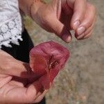 Bougainvillea glabraКвітка