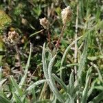 Plantago monosperma Habitat