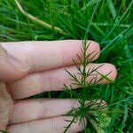 Conopodium majus Leaf