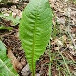 Lactuca virosa Foglia