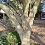 Vachellia xanthophloeaCorteza