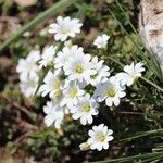 Cerastium alpinum പുഷ്പം