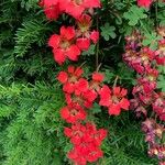 Tropaeolum speciosum Flors