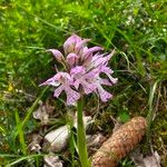 Neotinea tridentata Flower