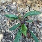 Limonium narbonense Fulla