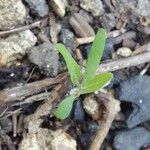 Atriplex patula Leaf