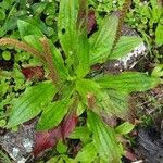 Plantago australis Deilen