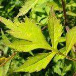 Patrinia heterophylla Leaf