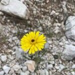 Leontodon crispus Flower