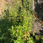 Epilobium ciliatum Habitus