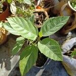 Ficus sur Hoja