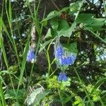 Mertensia paniculata