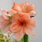 Hippeastrum reginae Blodyn