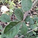 Sericocomopsis hildebrandtii Leaf