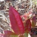 Oxydendrum arboreum Leaf