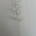 Eragrostis unioloides Fiore