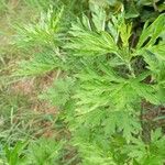 Artemisia verlotiorum Leaf