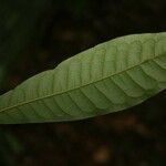 Iryanthera hostmannii 葉