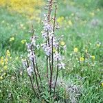 Delphinium recurvatum Plante entière