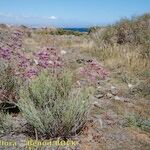 Limonium insigne Habit