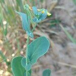 Coronilla scorpioides Leaf