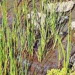 Eriophorum scheuchzeri Levél