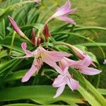 Crinum bulbispermumKvět