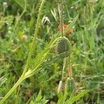 Papaver setiferum Прочее