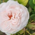 Rosa luciae Květ