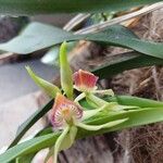 Prosthechea cochleata 花