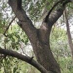 Prunus ilicifolia Habit