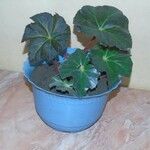 Begonia heracleifolia 叶