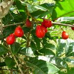 Paullinia elegans Fruit