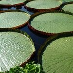 Victoria amazonica Foglia