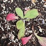 Rehmannia glutinosa Leaf