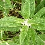 Phlomis herba-venti 葉