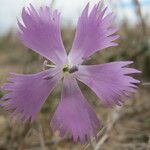 Dianthus gallicus Autre